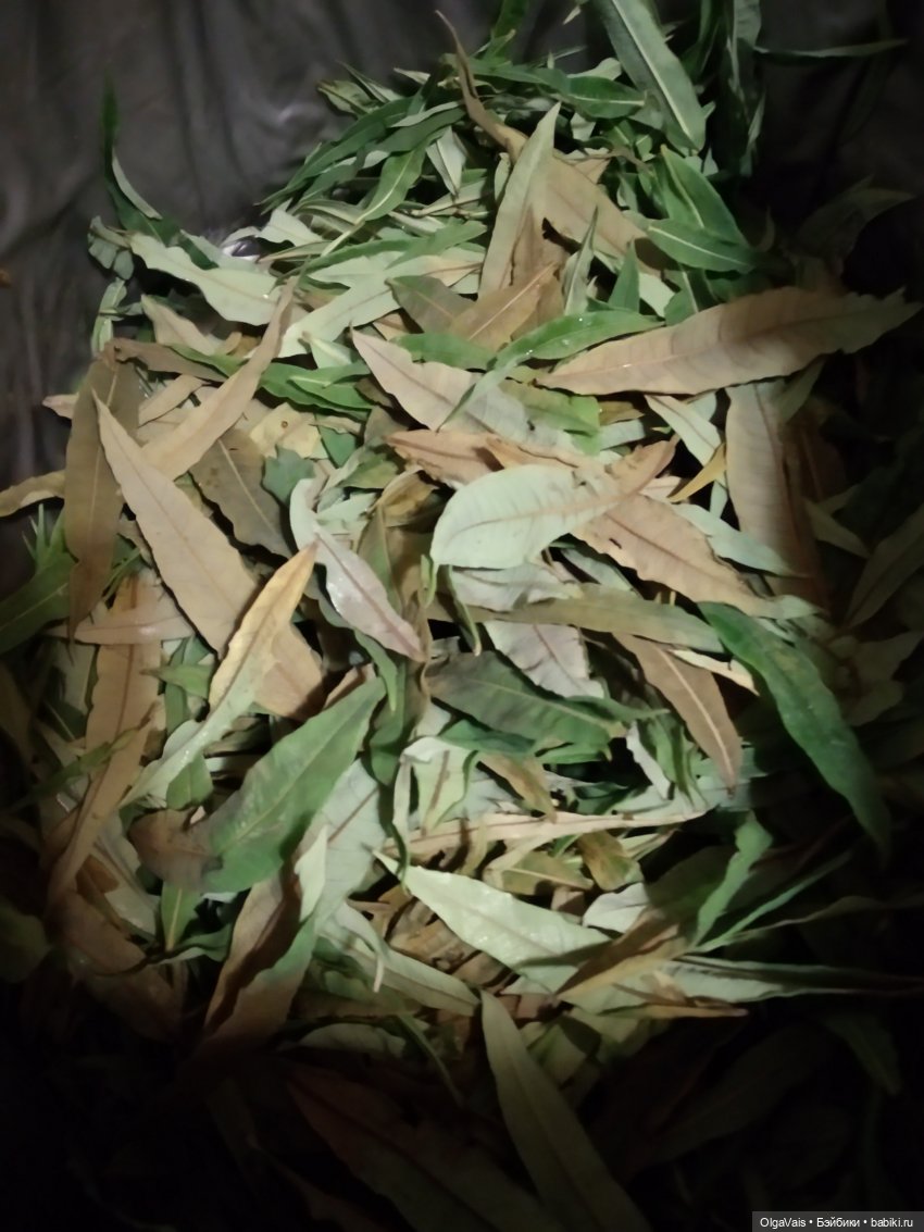 Иван-чай от А до Я — Красивая природа и цветы: фото пейзажей (фото 9)