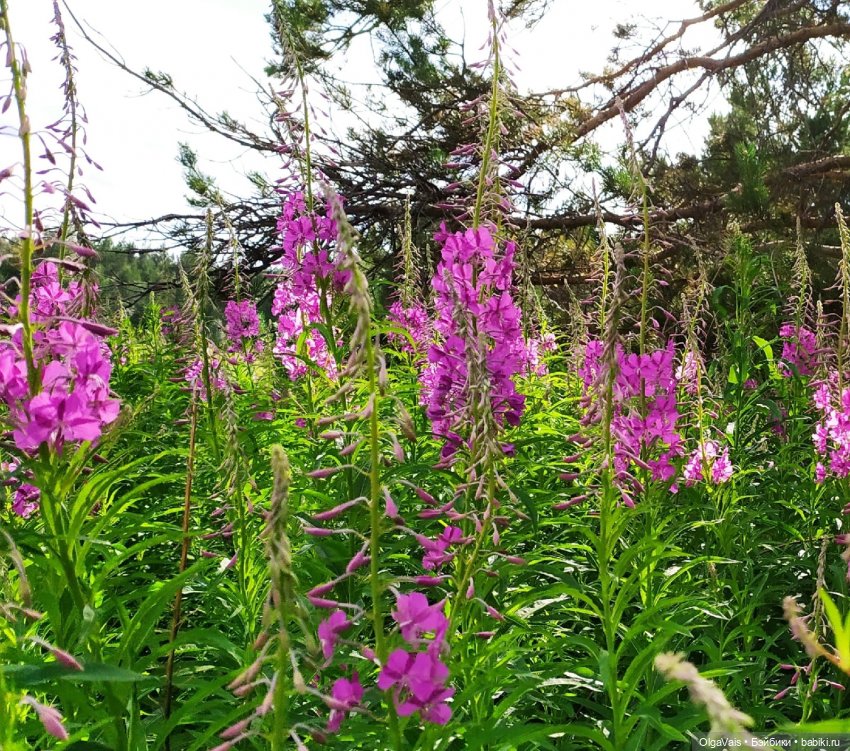 Иван-чай от А до Я — Красивая природа и цветы: фото пейзажей