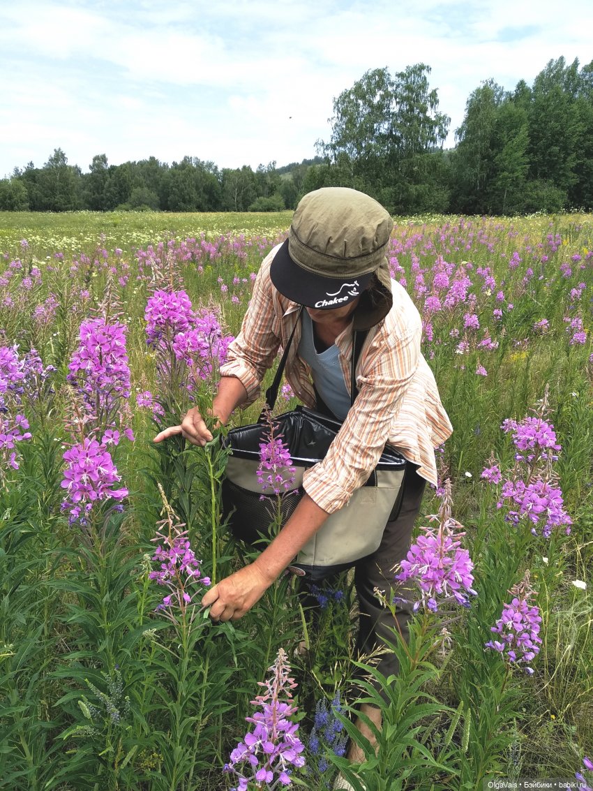 Иван-чай от А до Я — Красивая природа и цветы: фото пейзажей (фото 5)