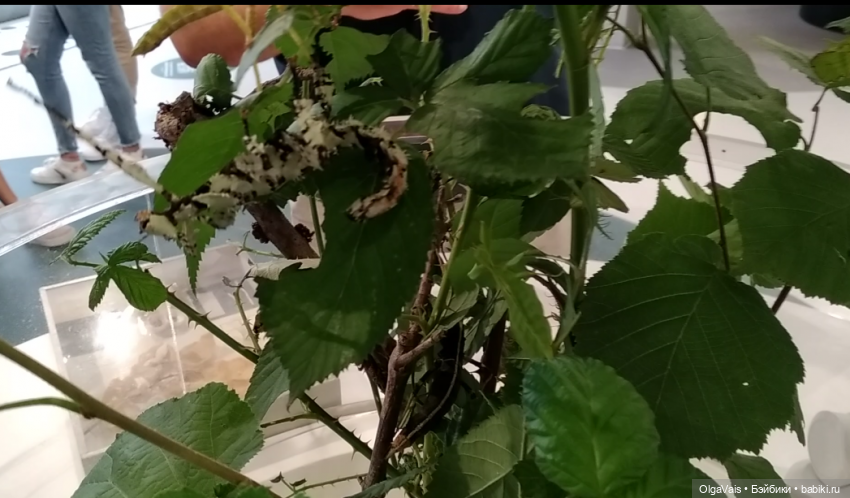 Добро пожаловать в Мюнхен, часть 4 (фото 9)