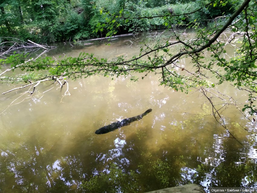 Зоопарк Мюнхена — Туризм и путешествия: фотоотчеты из поездок