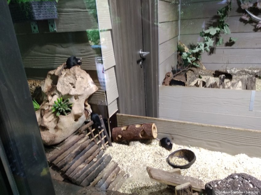 Зоопарк Мюнхена — Туризм и путешествия: фотоотчеты из поездок (фото 10)