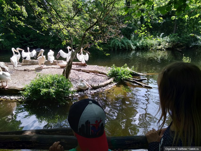 Зоопарк Мюнхена — Туризм и путешествия: фотоотчеты из поездок