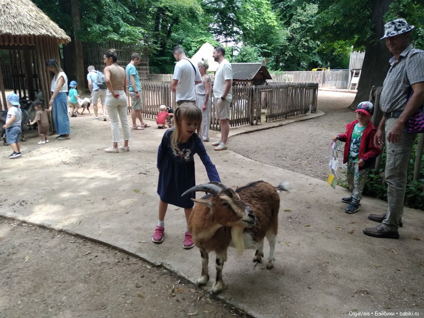 Зоопарк Мюнхена — Туризм и путешествия: фотоотчеты из поездок (фото 7)