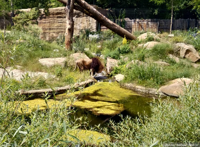 Зоопарк Мюнхена — Туризм и путешествия: фотоотчеты из поездок