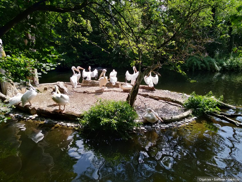 Зоопарк Мюнхена — Туризм и путешествия: фотоотчеты из поездок