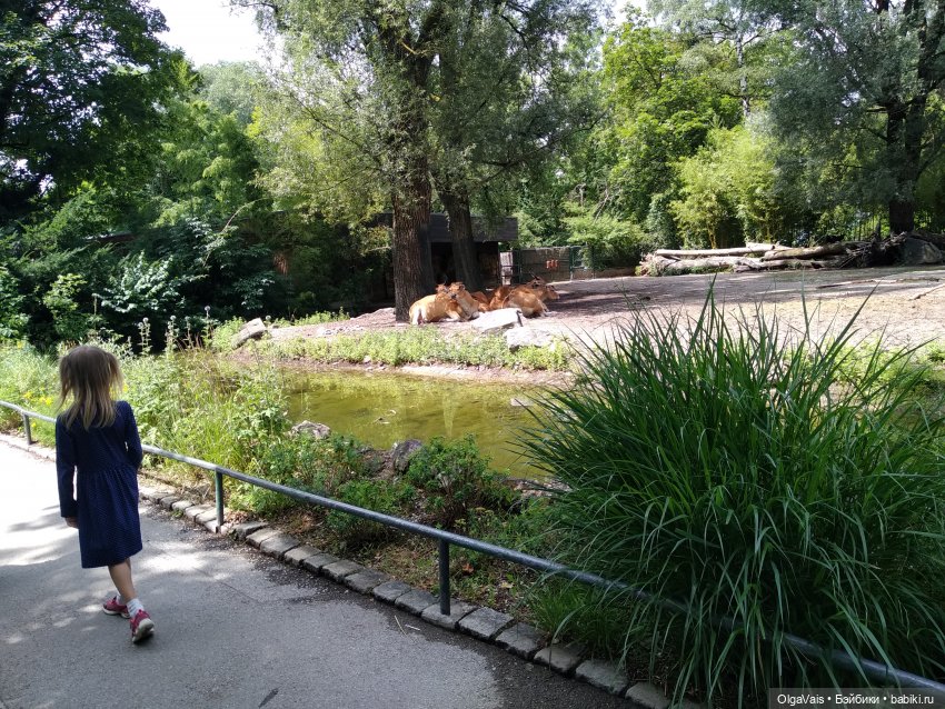 Зоопарк Мюнхена — Туризм и путешествия: фотоотчеты из поездок