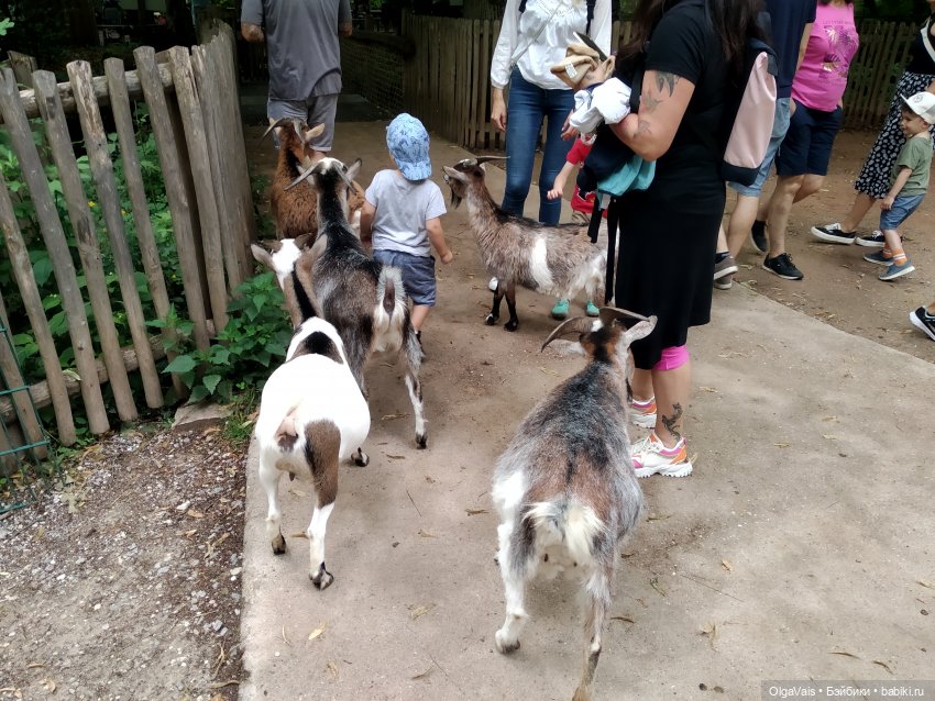 Зоопарк Мюнхена — Туризм и путешествия: фотоотчеты из поездок (фото 8)