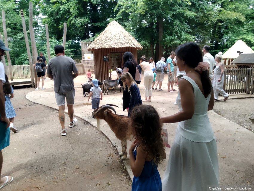 Зоопарк Мюнхена — Туризм и путешествия: фотоотчеты из поездок (фото 6)