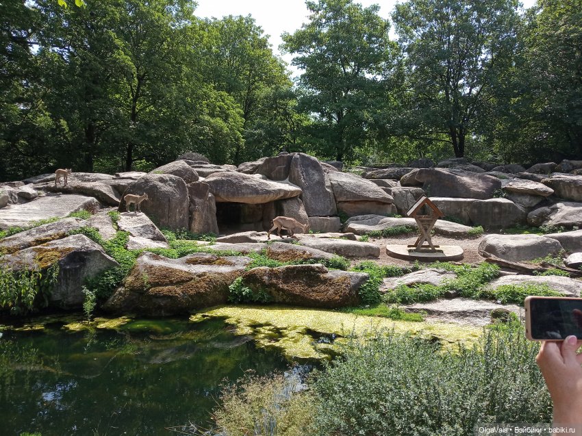 Зоопарк Мюнхена — Туризм и путешествия: фотоотчеты из поездок