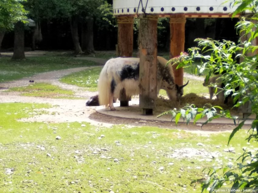 Зоопарк Мюнхена, ч.2 — Туризм и путешествия: фотоотчеты из поездок
