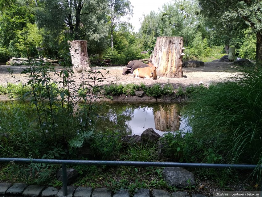 Зоопарк Мюнхена, ч.2 — Туризм и путешествия: фотоотчеты из поездок (фото 8)