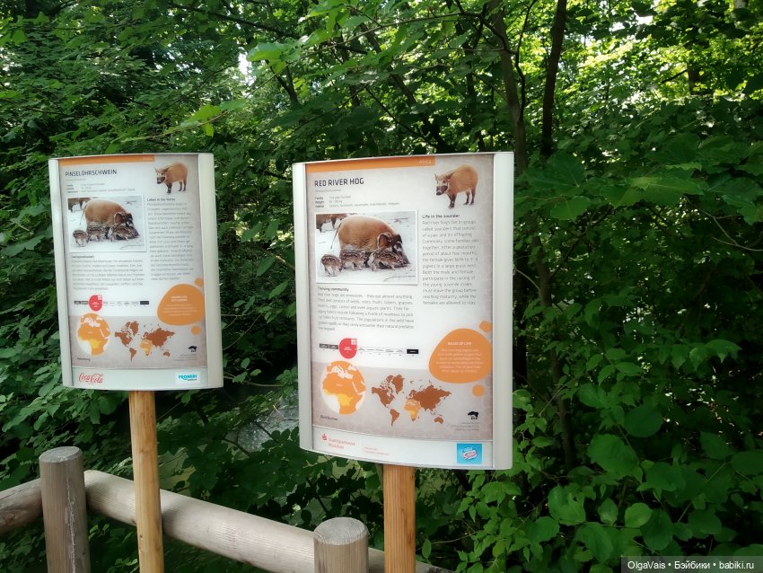 Зоопарк Мюнхена, ч.2 — Туризм и путешествия: фотоотчеты из поездок (фото 5)