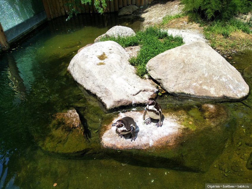 Зоопарк Мюнхена, ч.2 — Туризм и путешествия: фотоотчеты из поездок (фото 4)