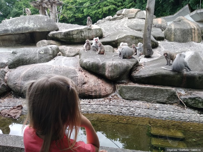 Зоопарк Мюнхена, ч.2 — Туризм и путешествия: фотоотчеты из поездок