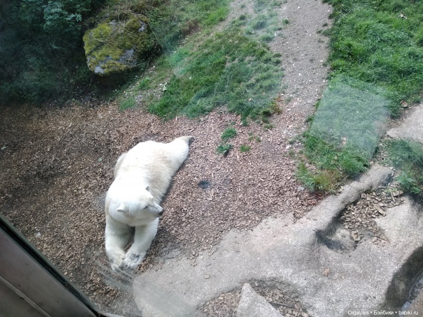 Зоопарк Мюнхена, ч.2 — Туризм и путешествия: фотоотчеты из поездок