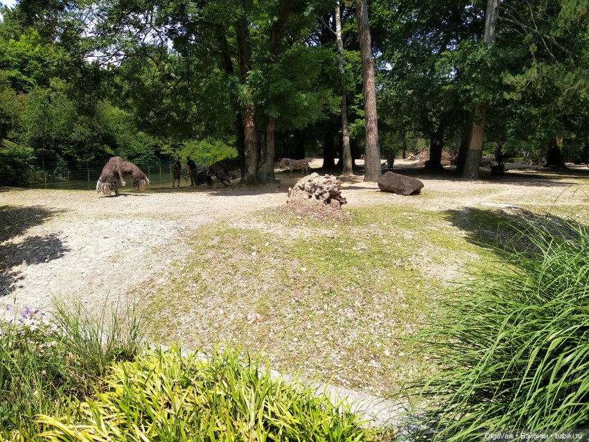 Зоопарк Мюнхена, ч.2 — Туризм и путешествия: фотоотчеты из поездок