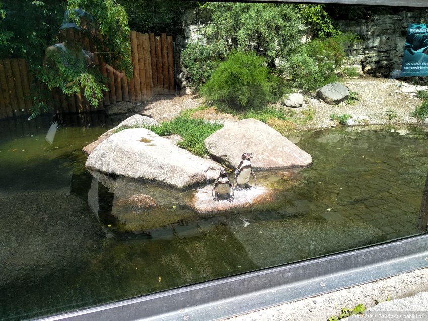 Зоопарк Мюнхена, ч.2 — Туризм и путешествия: фотоотчеты из поездок (фото 3)