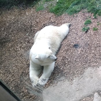 Зоопарк Мюнхена, ч.2