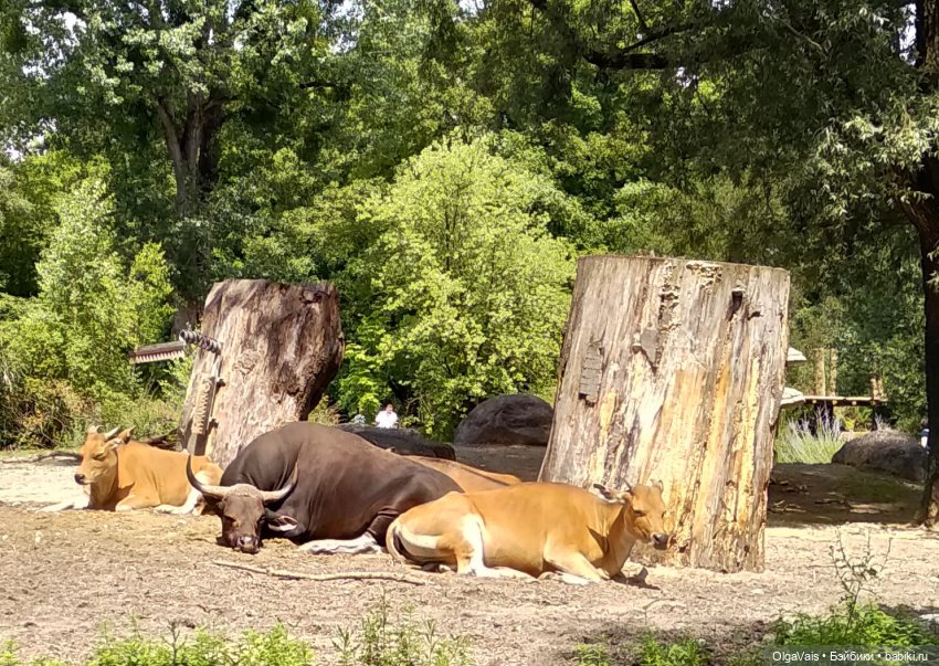 Зоопарк Мюнхена, ч.2 — Туризм и путешествия: фотоотчеты из поездок (фото 9)