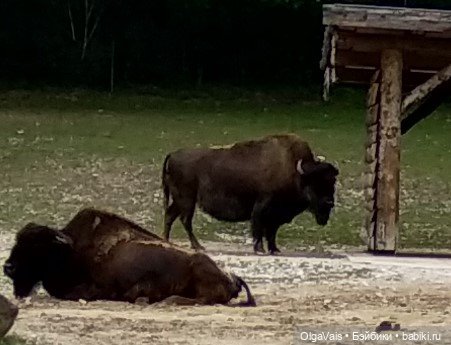 Зоопарк Мюнхена, ч.2 — Туризм и путешествия: фотоотчеты из поездок