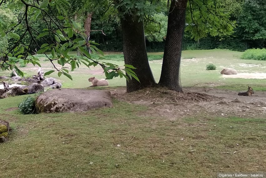 Зоопарк Мюнхена, ч.2 — Туризм и путешествия: фотоотчеты из поездок