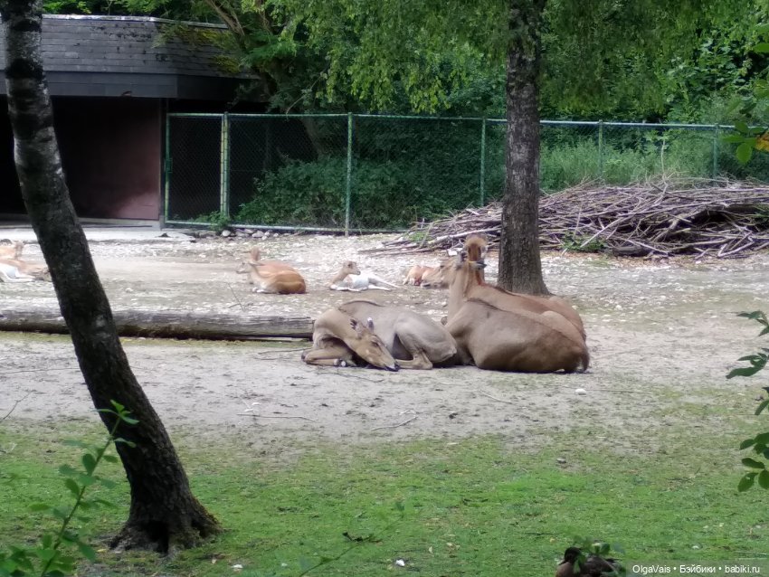 Зоопарк Мюнхена, ч.2 — Туризм и путешествия: фотоотчеты из поездок