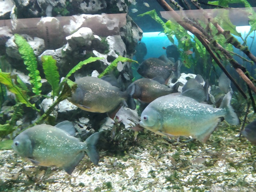 Зоопарк Мюнхена, ч.3 — Туризм и путешествия: фотоотчеты из поездок