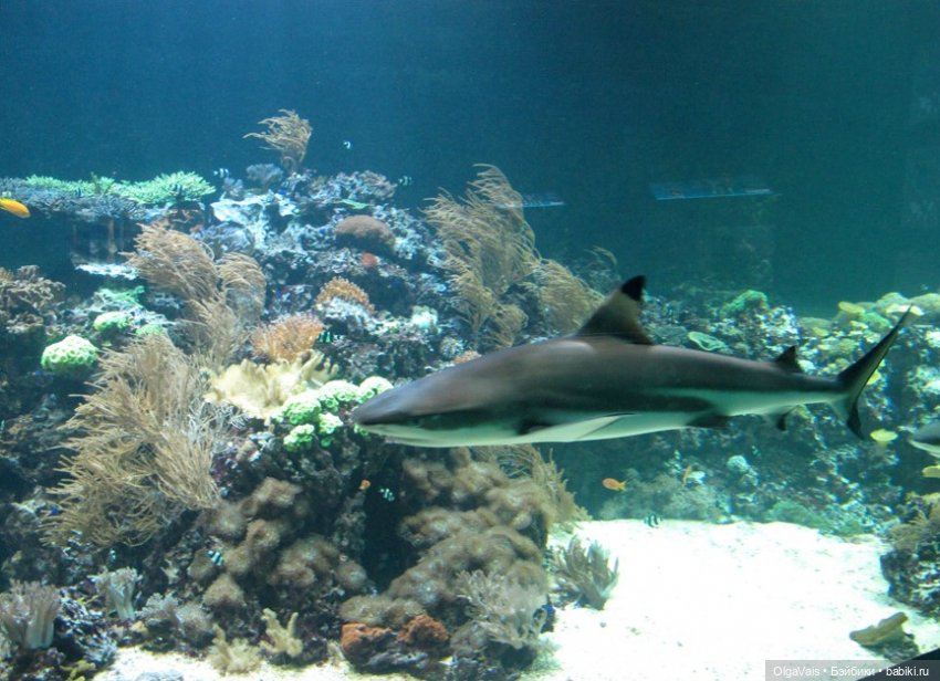 Зоопарк Мюнхена, ч.3 — Туризм и путешествия: фотоотчеты из поездок