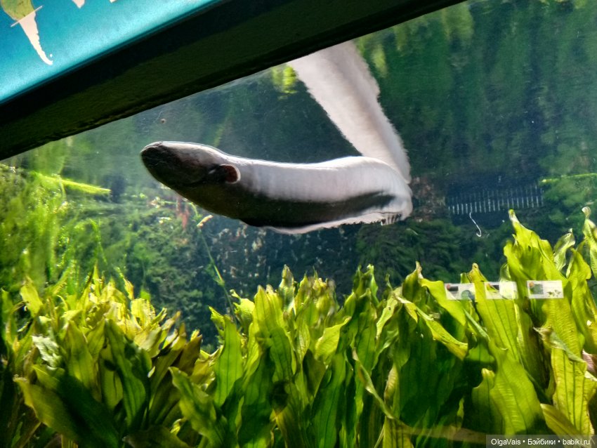 Зоопарк Мюнхена, ч.3 — Туризм и путешествия: фотоотчеты из поездок (фото 8)