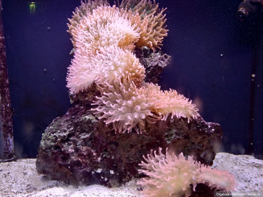 Зоопарк Мюнхена, ч.3 — Туризм и путешествия: фотоотчеты из поездок (фото 7)