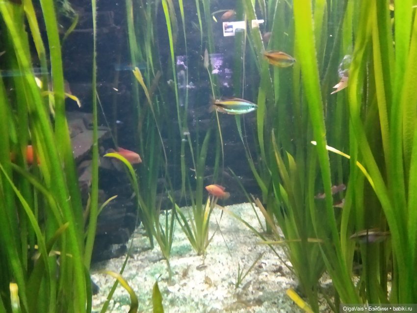 Зоопарк Мюнхена, ч.3 — Туризм и путешествия: фотоотчеты из поездок