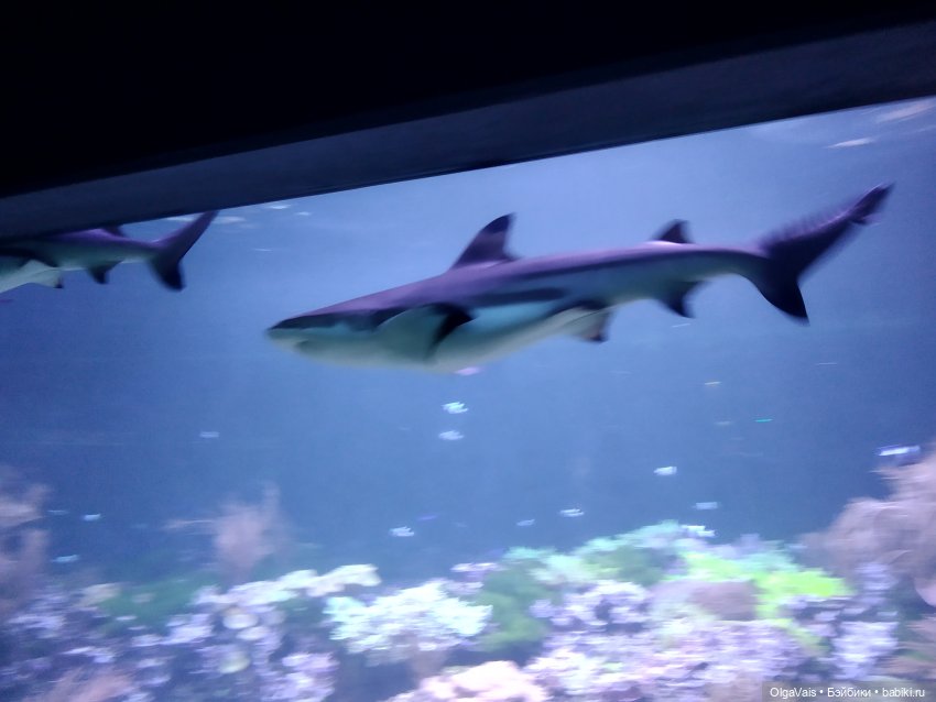 Зоопарк Мюнхена, ч.3 — Туризм и путешествия: фотоотчеты из поездок