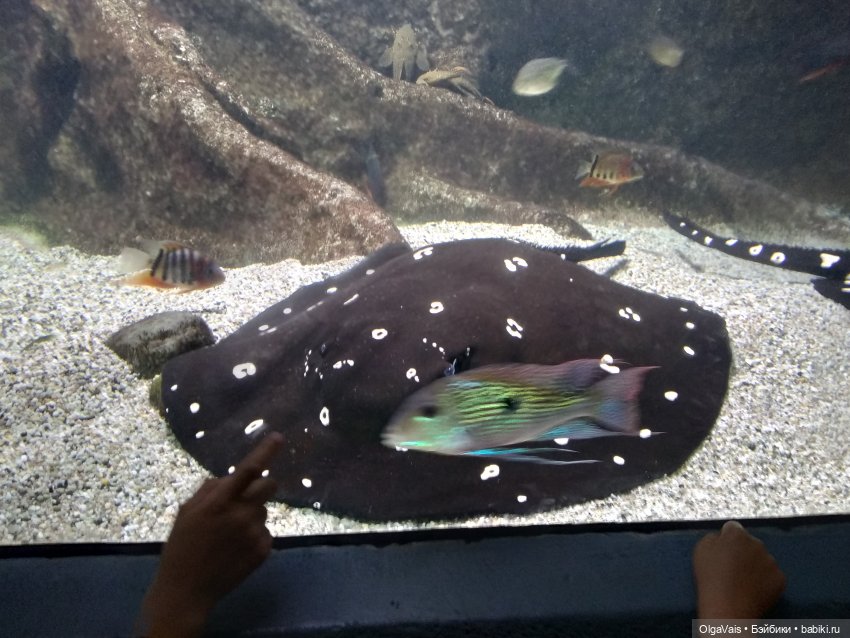 Зоопарк Мюнхена, ч.3 — Туризм и путешествия: фотоотчеты из поездок (фото 10)