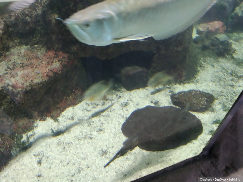 Зоопарк Мюнхена, ч.3 — Туризм и путешествия: фотоотчеты из поездок (фото 6)