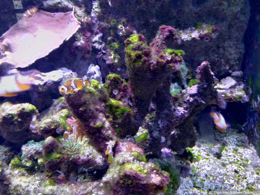 Зоопарк Мюнхена, ч.3 — Туризм и путешествия: фотоотчеты из поездок