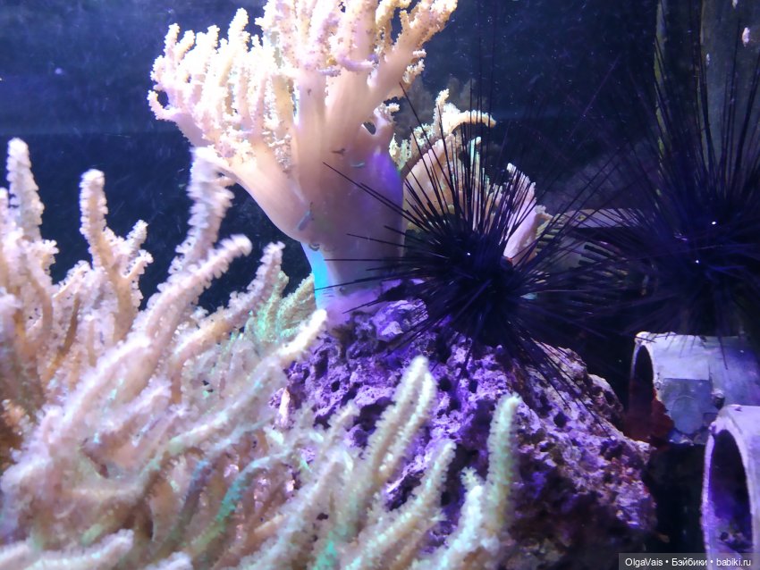 Зоопарк Мюнхена, ч.3 — Туризм и путешествия: фотоотчеты из поездок (фото 9)