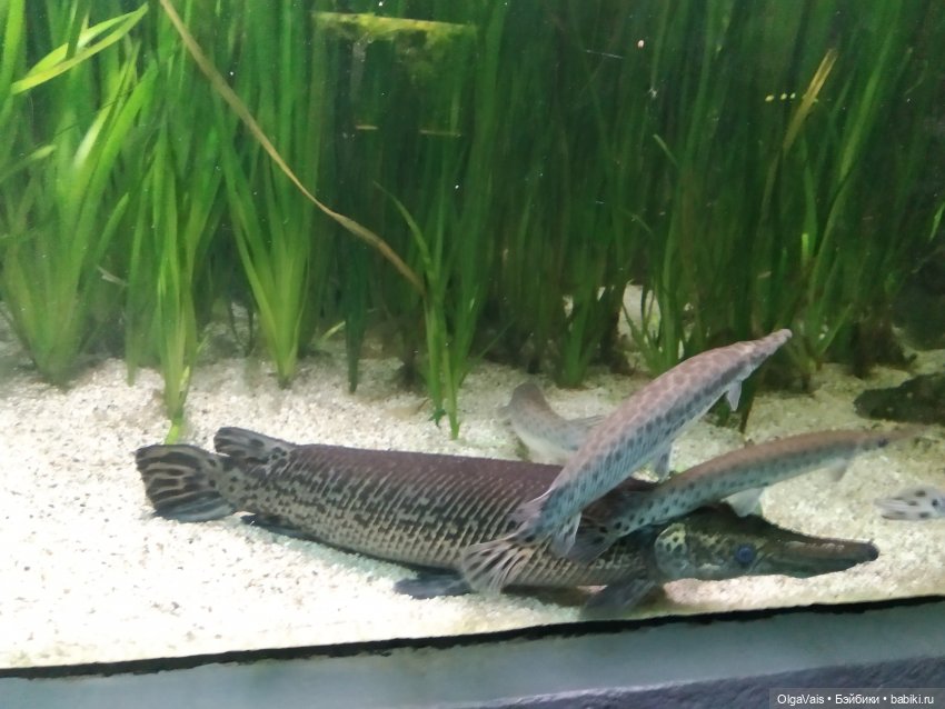 Зоопарк Мюнхена, ч.3 — Туризм и путешествия: фотоотчеты из поездок