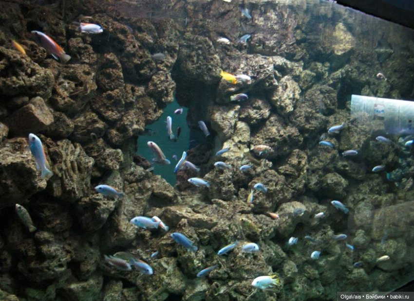 Зоопарк Мюнхена, ч.3 — Туризм и путешествия: фотоотчеты из поездок