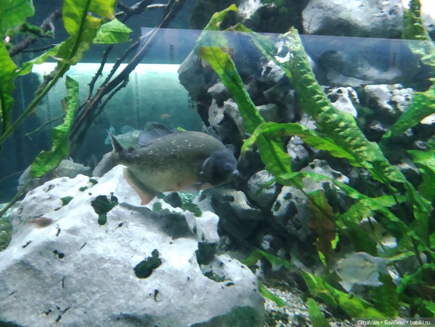 Зоопарк Мюнхена, ч.3 — Туризм и путешествия: фотоотчеты из поездок (фото 5)