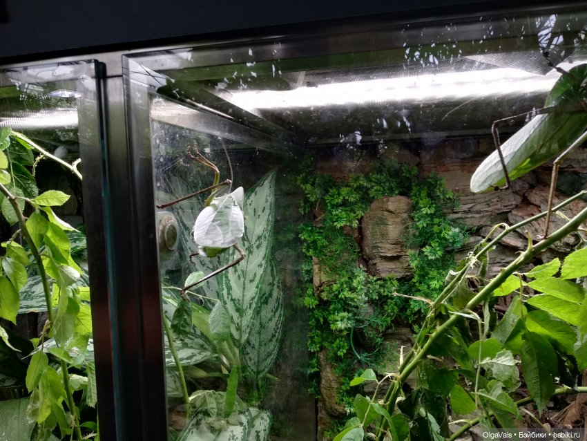 Зоопарк Мюнхена, ч.4 — Туризм и путешествия: фотоотчеты из поездок (фото 10)