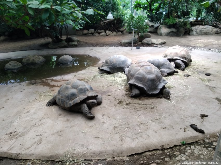 Зоопарк Мюнхена, ч.4 — Туризм и путешествия: фотоотчеты из поездок (фото 8)