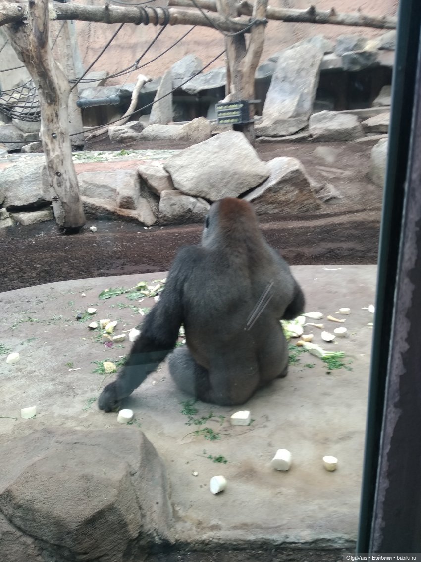 Зоопарк Мюнхена, ч.4 — Туризм и путешествия: фотоотчеты из поездок (фото 3)