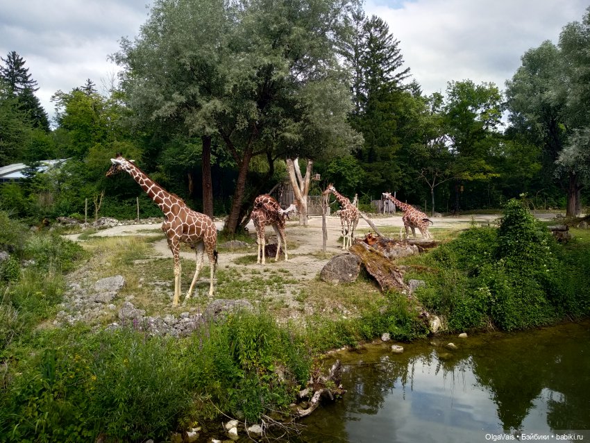 Зоопарк Мюнхена, ч.4 — Туризм и путешествия: фотоотчеты из поездок (фото 6)