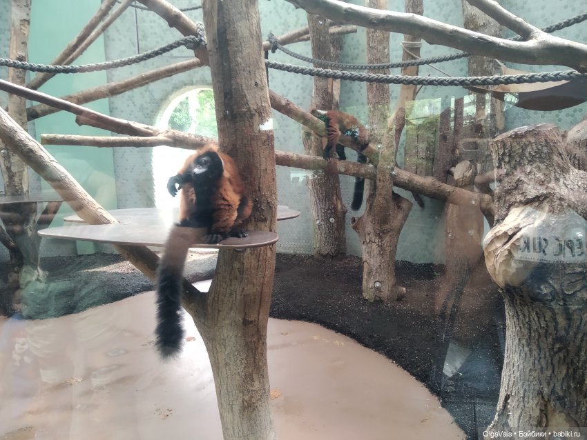 Зоопарк Мюнхена, ч.4 — Туризм и путешествия: фотоотчеты из поездок