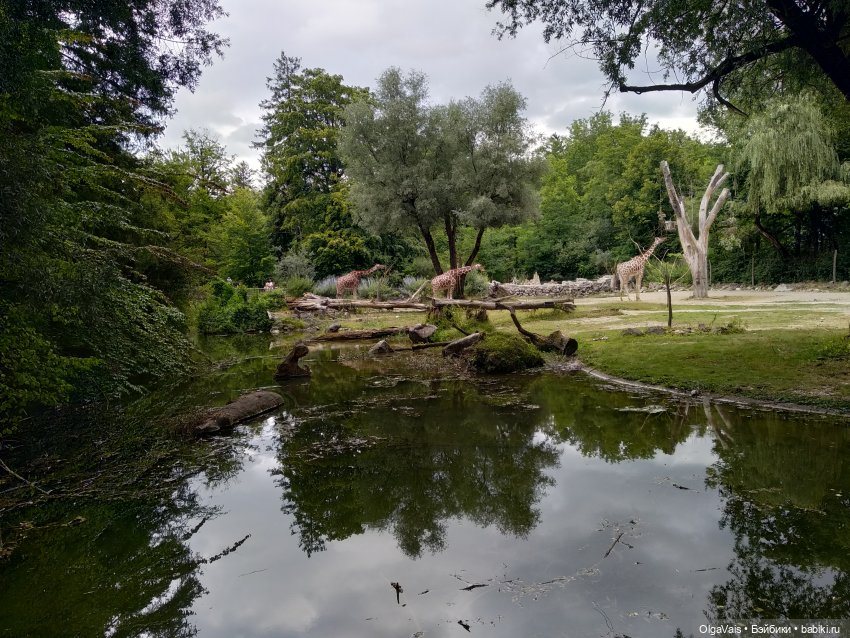 Зоопарк Мюнхена, ч.4 — Туризм и путешествия: фотоотчеты из поездок (фото 7)