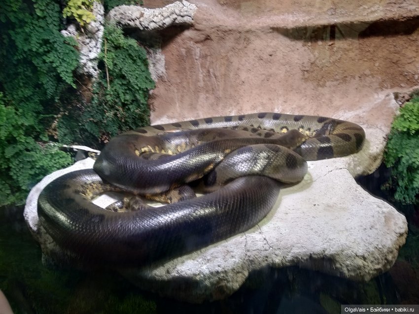 Зоопарк Мюнхена, ч.4 — Туризм и путешествия: фотоотчеты из поездок (фото 9)