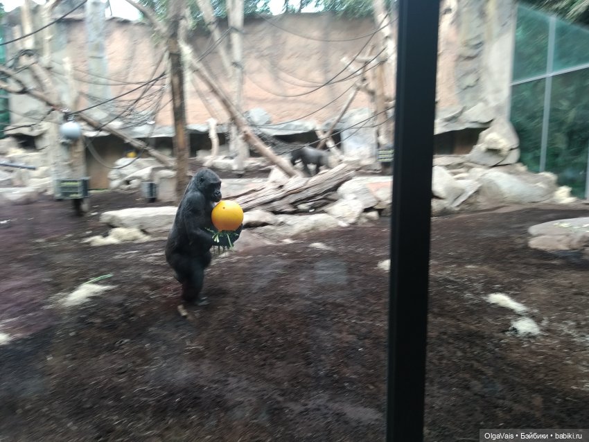 Зоопарк Мюнхена, ч.4 — Туризм и путешествия: фотоотчеты из поездок (фото 2)