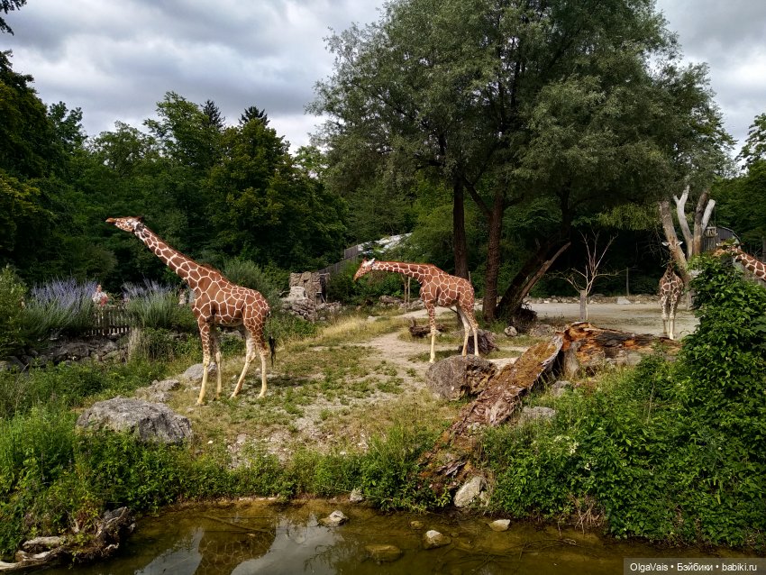 Зоопарк Мюнхена, ч.4 — Туризм и путешествия: фотоотчеты из поездок (фото 5)