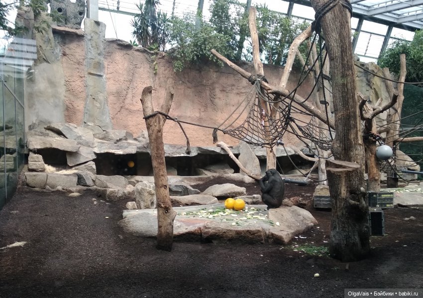 Зоопарк Мюнхена, ч.4 — Туризм и путешествия: фотоотчеты из поездок (фото 4)